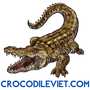 Crocodile Viet