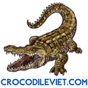 Crocodile Viet