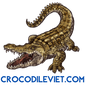 Crocodile Viet